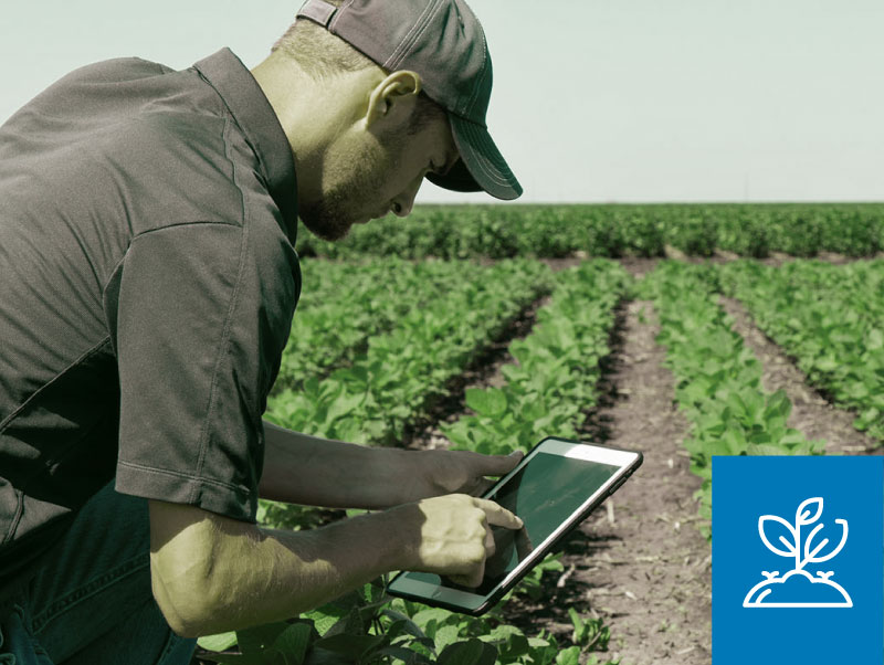 Activa la formación de raíces nuevas y mejorando la absorción de nutrientes.